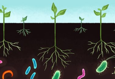 باکتری های مفید خاک